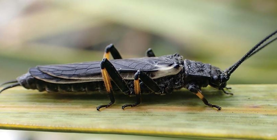Длиннохвостая веснянка имитирует своего ядовитого аналога веснянка, длиннохвостая веснянка, веснянка окрас