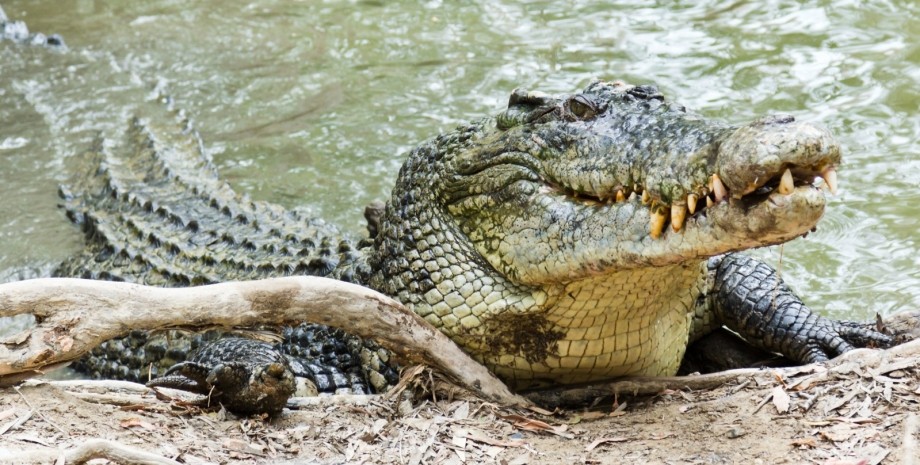 Озеро, река, водоем, крокодил в озере, крокодил напал на человека, крокодил напал на фермера, укусил крокодила,