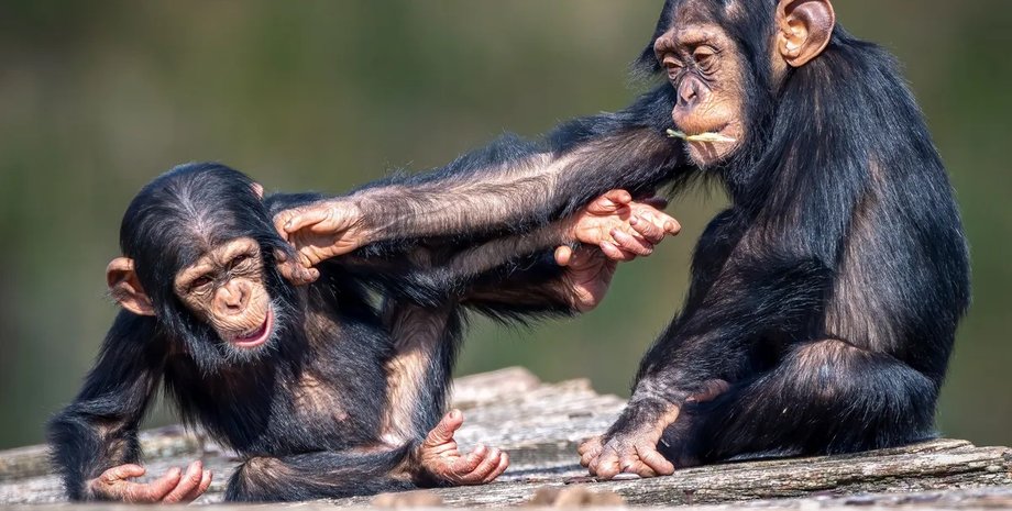 обезьяны импанзе
