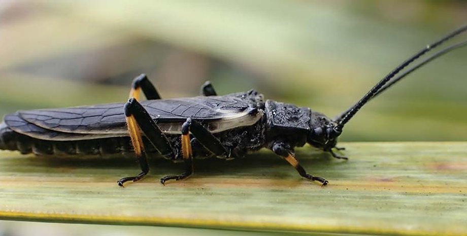 веснянка, длиннохвостая веснянка, веснянка окрас