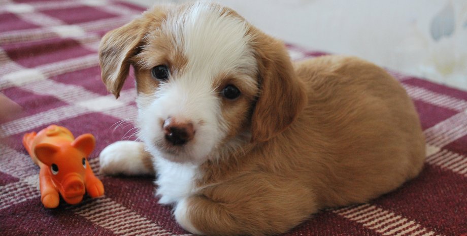 щенок, плед, игрушка, фото