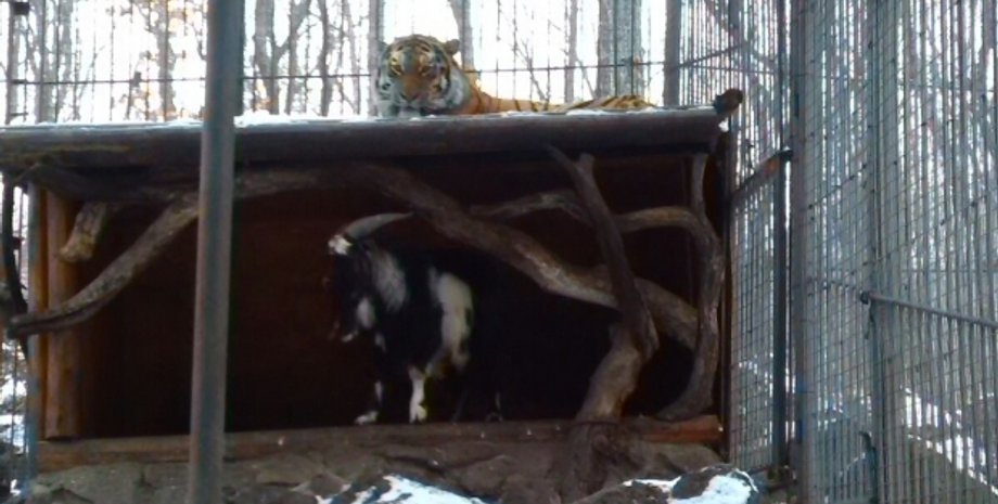 Тигр подружился с козлом / Фото: safaripark25.ru