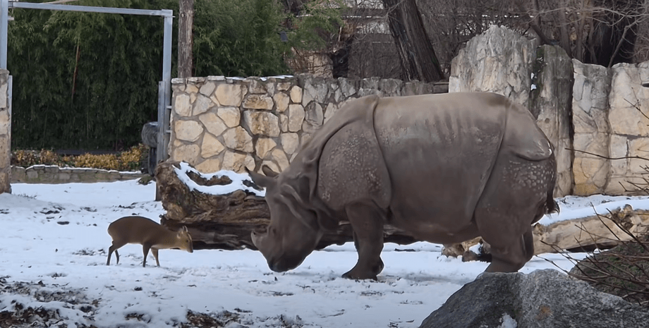 олень и носорог