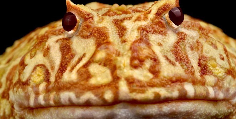 лягушки, зубы лягушек, лягушки зубы