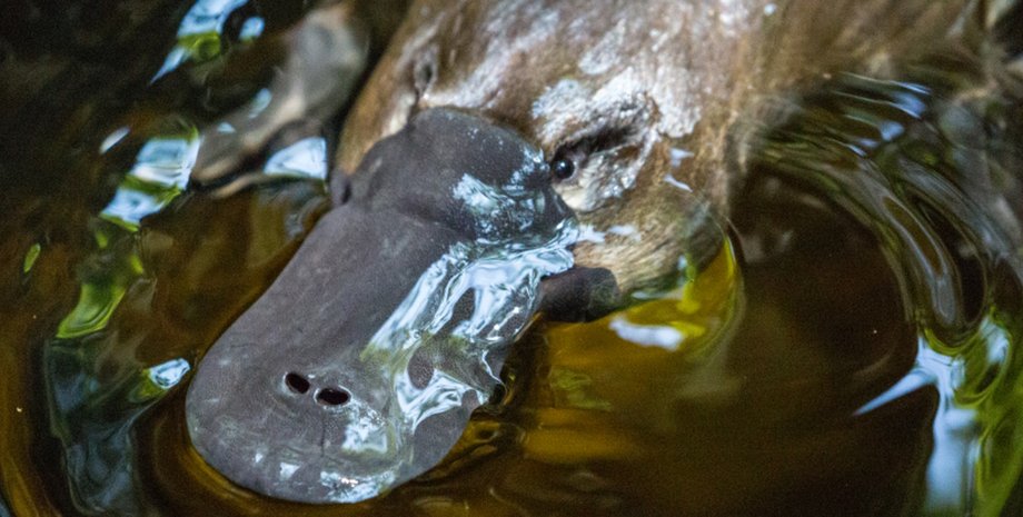 утконос животное