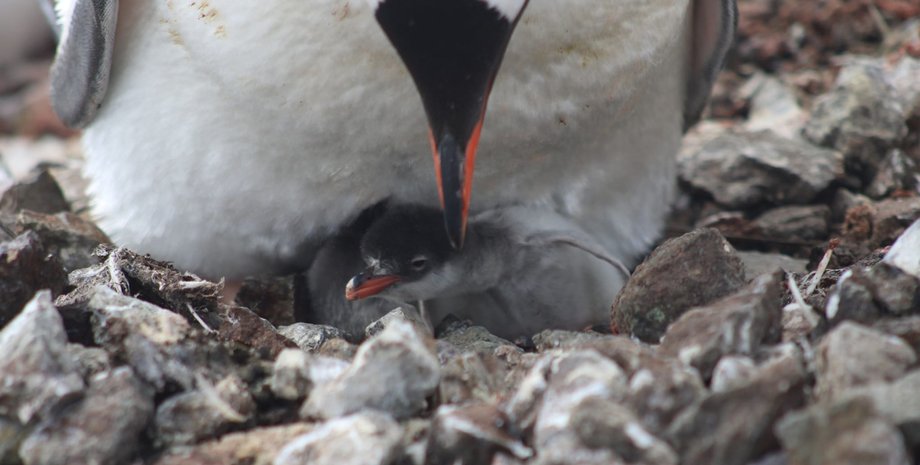 пінгвін, арктика, вернадський, пташенята