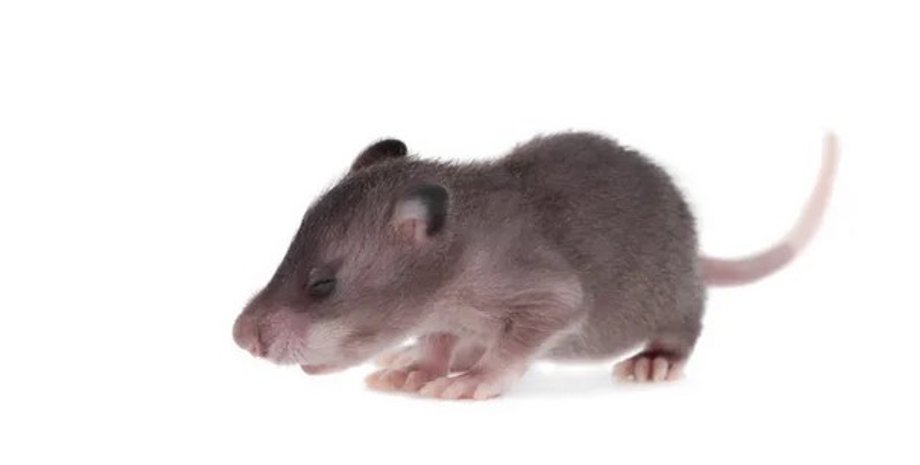 гамбийская сумчатая крыса