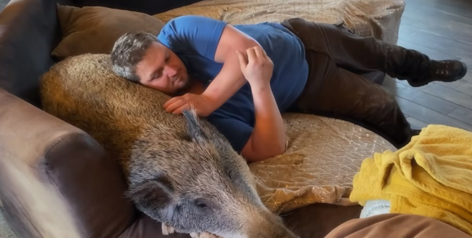 Дикий кабан, охота, животные, звери, домашние любимцы, курьезы, интересные истории, фото, Бельгия