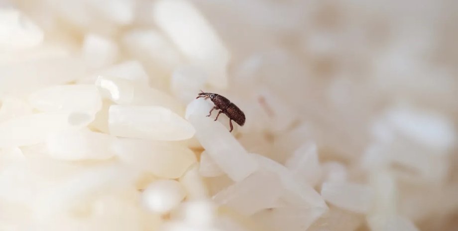 рис, рисовые долгоносики