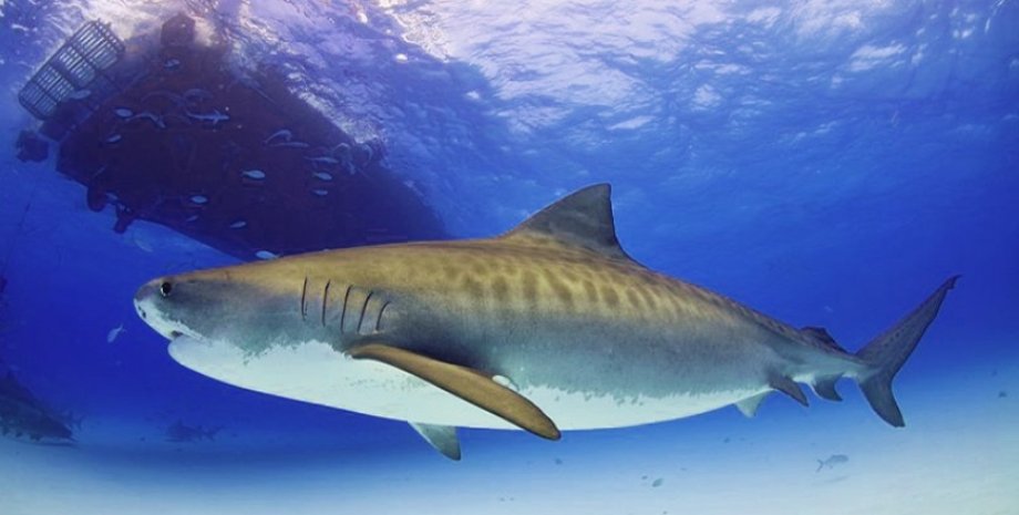 тигрова акула
