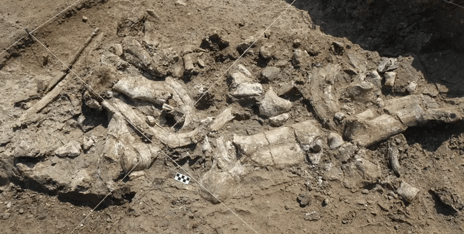 бегемот, дослідження, древні люди, древні тварини