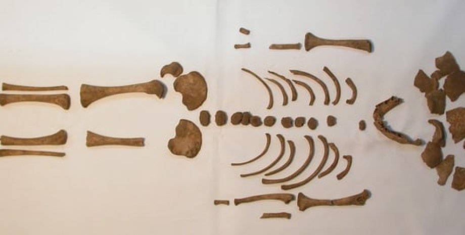 Детский скелет времен Римской империи. Фото: Historic England