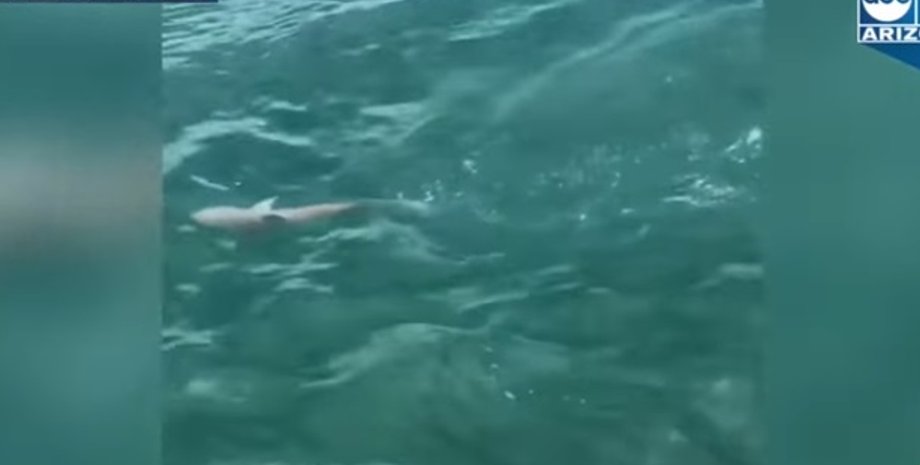 Фото: Скриншот