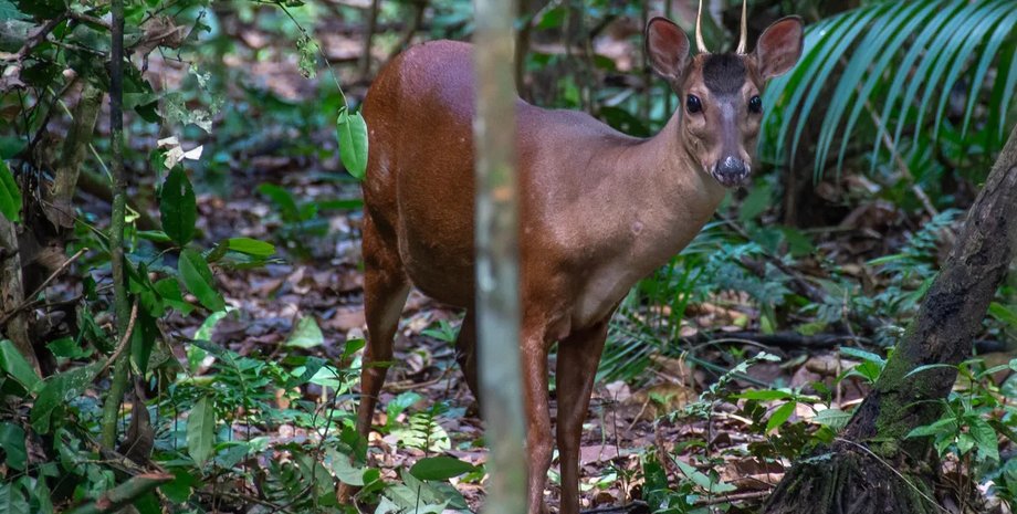 животное олень