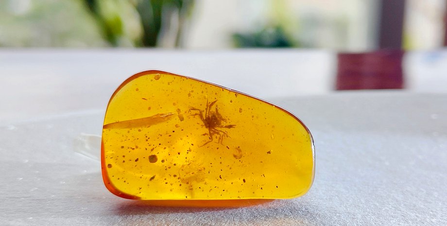 краб, стол, янтарь, фото