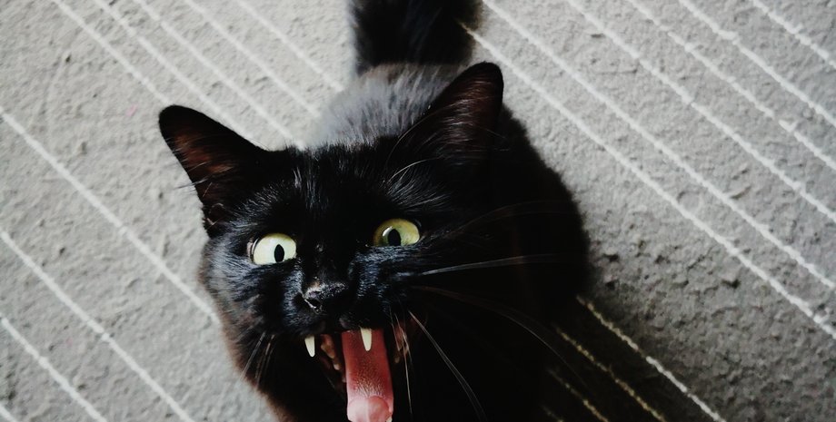 Жорстоке поводження з тваринами, кіт, Львів