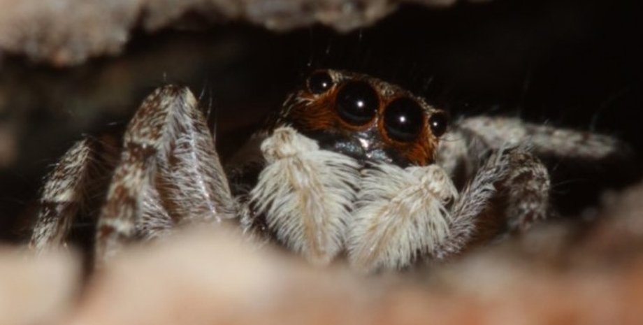 паук, паук-скакун