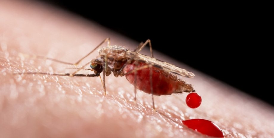 Малярія, малярійний комар