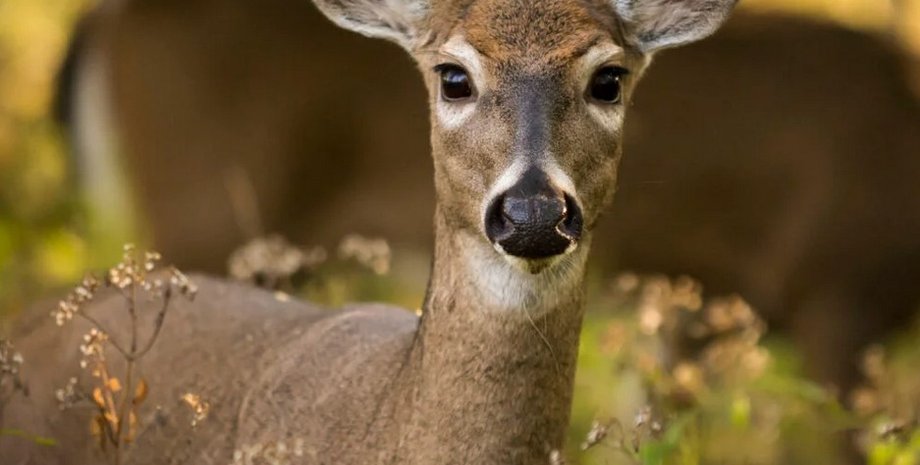 Карпаты, олени, популяция, поголовье оленей, фермер, олени в Карпатах