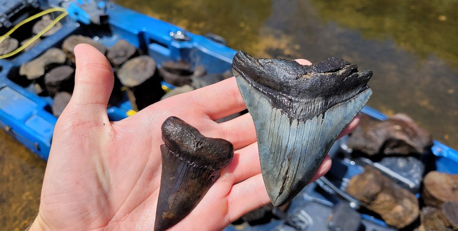 заби мегалодону, вимерла акула