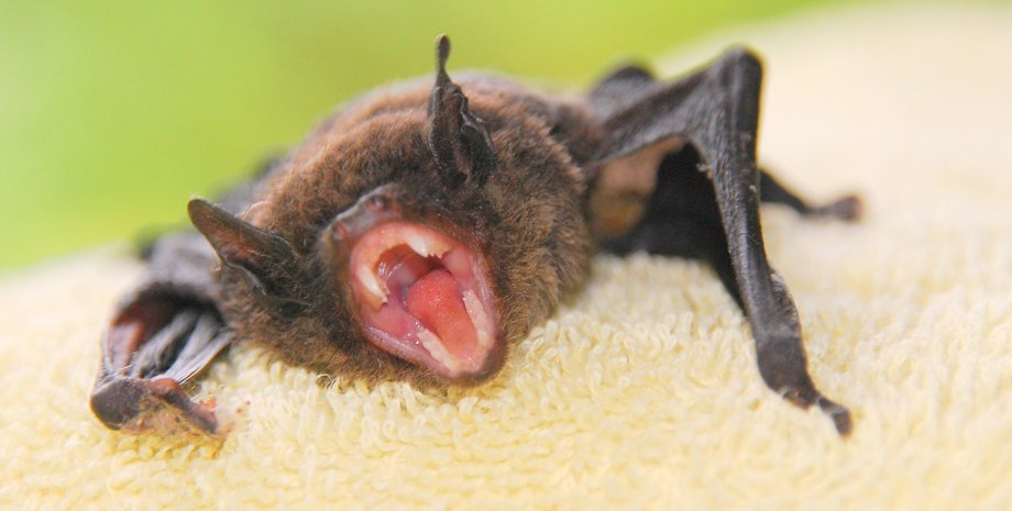 Кажани в Україні нападають на людей у помешканнях