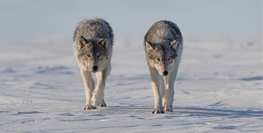 Волки окружили фотографа, стая волков, фотограф, невероятный момент, Арктика, дикая природа, опасные животные