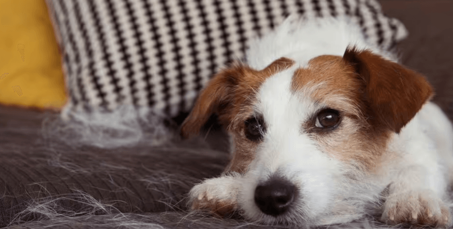 Собака, шерсть, прибирання