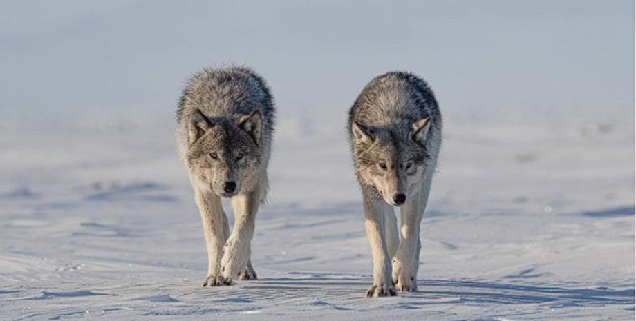 єлловстоун, єлловстоун вовки, єлловстоун вовки в парку