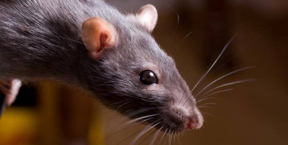 Фото: nashzeleniymir.ru