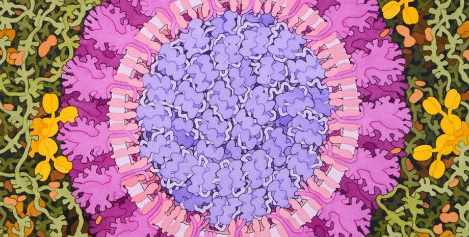 Иллюстрация: David Goodsell