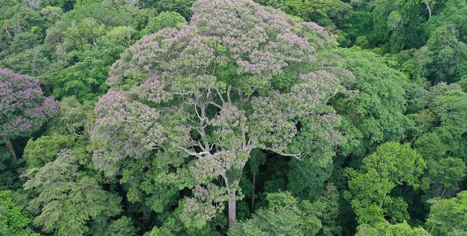 дерево, дерево блискавки