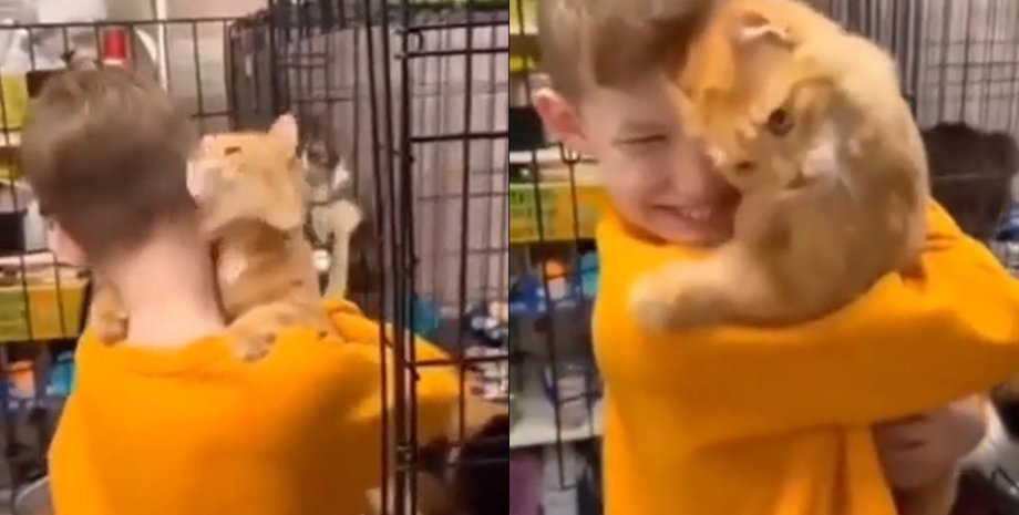 мальчик кот Мальчик хотел выбирать кота из приюта, но кот выбрал его первым