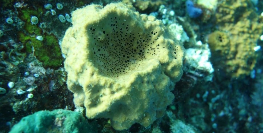 Соврменная губка Rhabdastrella globostellata, которая производит то же стероидное соединение, что и древнейшие губки. Фото: Paco Cardenas