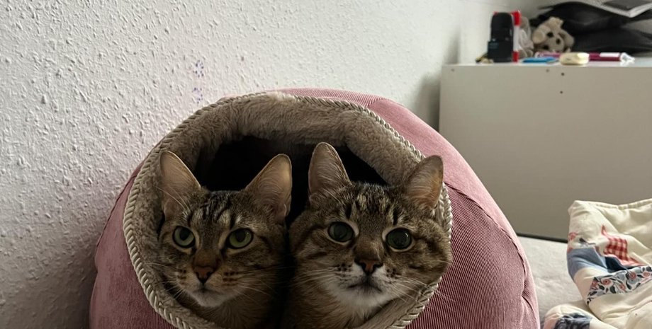 степан и стефания