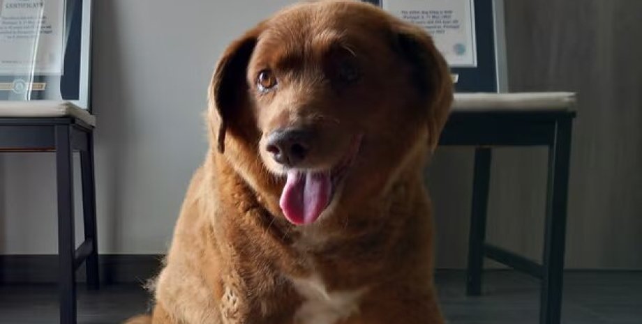 книга рекордов Гиннеса, пес Бобби, самая старая собака, аннулирование рекорда