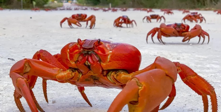 червоні краби