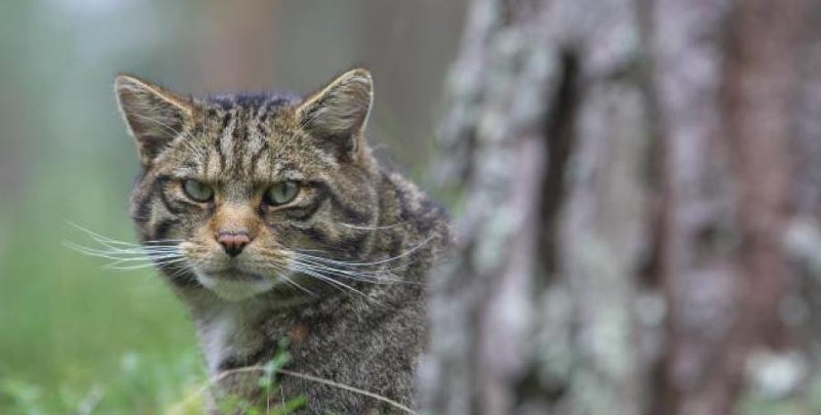 Шотландская дикая кошка, самое редкое дикое животное в Великобритании