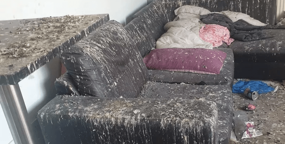 Голуби загадили квартиру, голуби, птицы, квартира, жильцы, забыли закрыть дверь, птицы в квартире, квартиранты, жилье, уборка