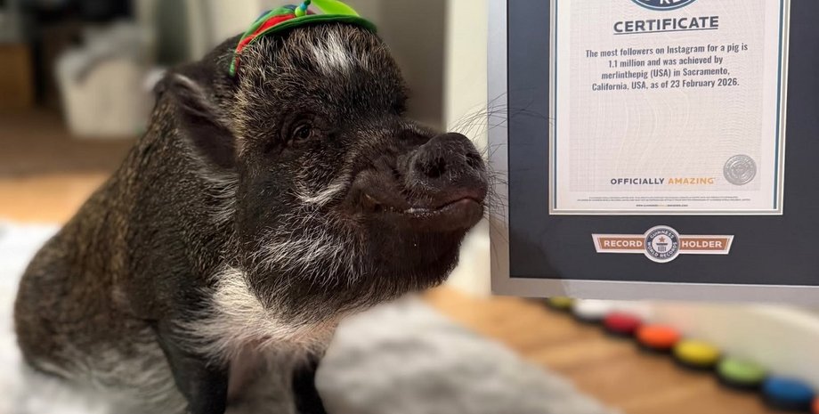Свинья Мерлин стал рекордсменом Книги Гиннеса