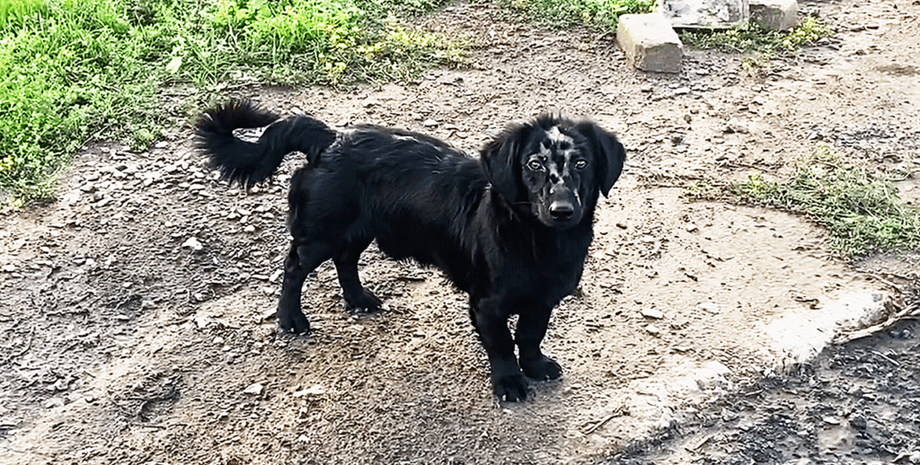 собака, пес, тварина