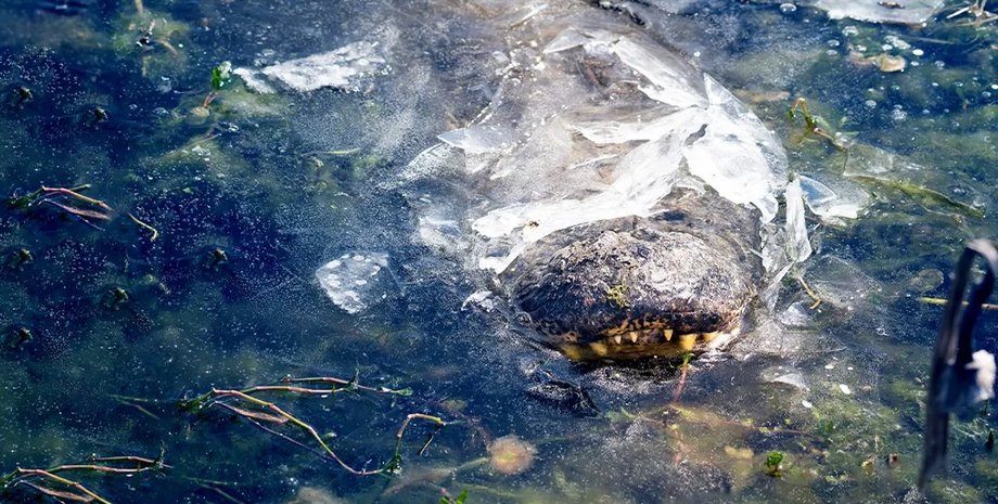 алігатори, алігатори мороз, мороз, мороз
