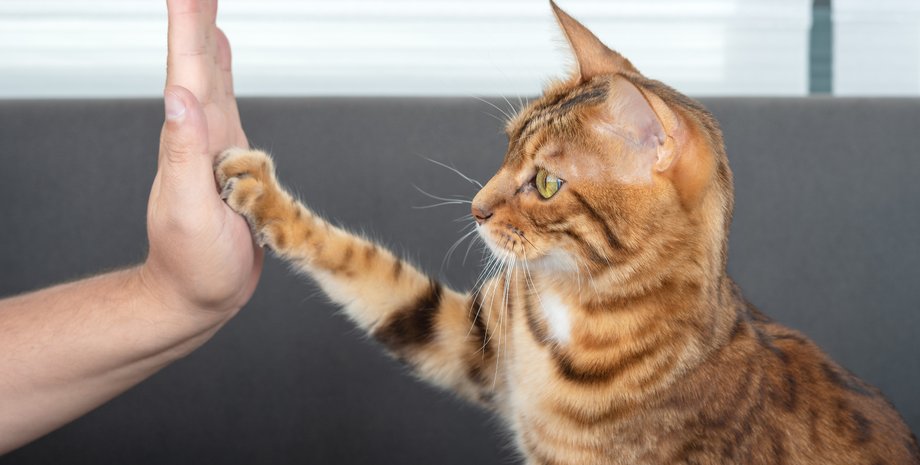 породы кошек