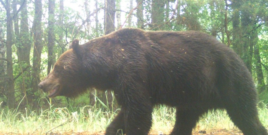 Бурый медведь в чернобыле