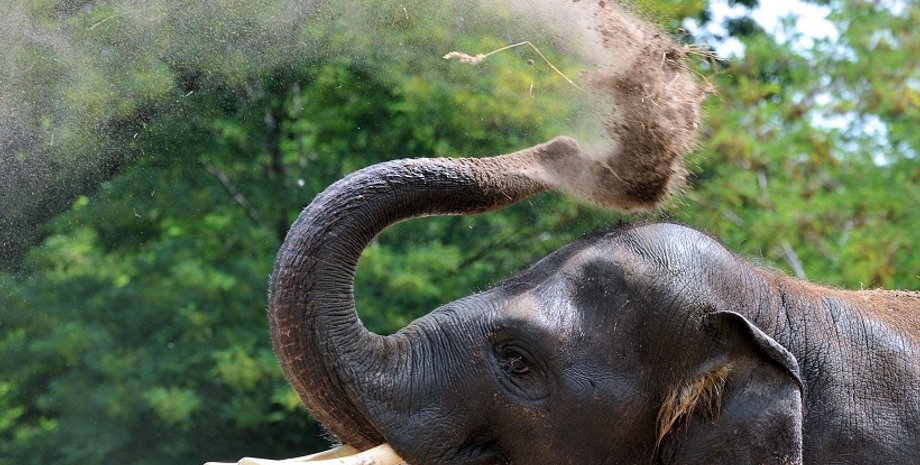 Слон Хорас / Фото: segodnya.ua