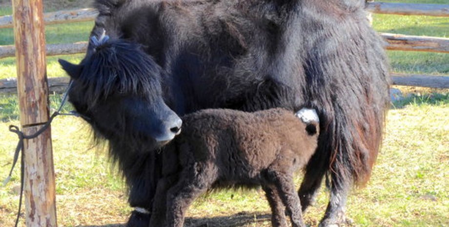 Древние монголы разводили множество видов молочного скота, в том числе, яков. Фото: Copyright Christina Warinner