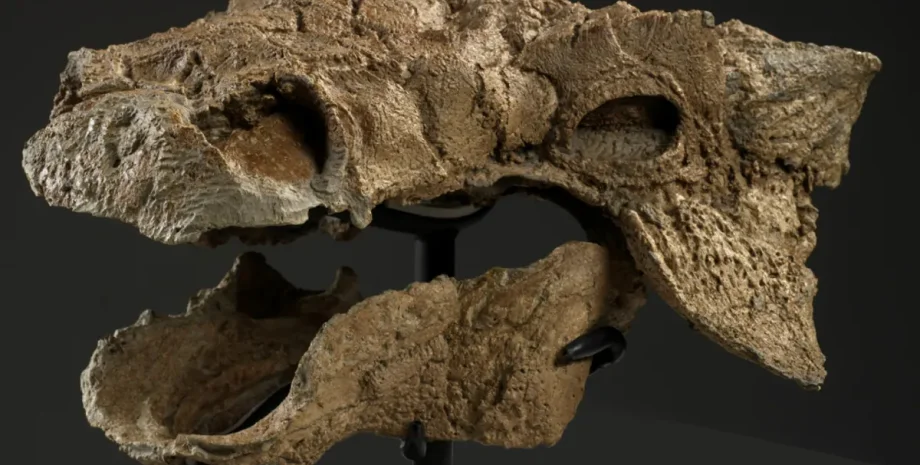 динозавр, череп