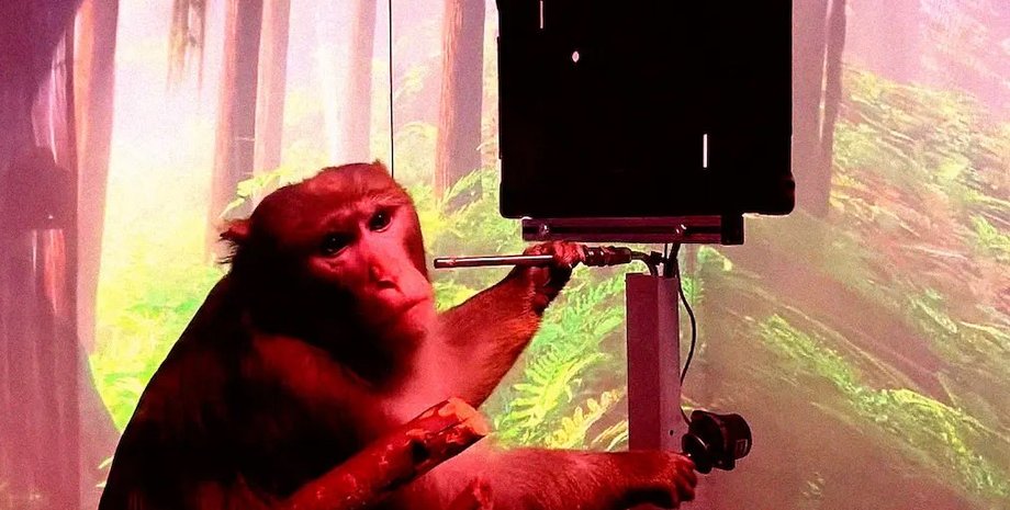 Neuralink, мозковий чип Neuralink, мавпа Neuralink