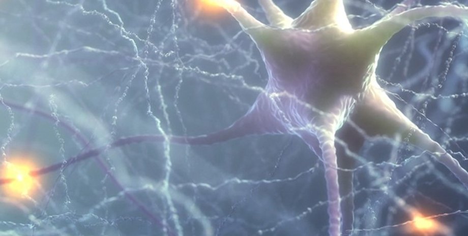 нейрони, мозок, хвороба Альцгеймера