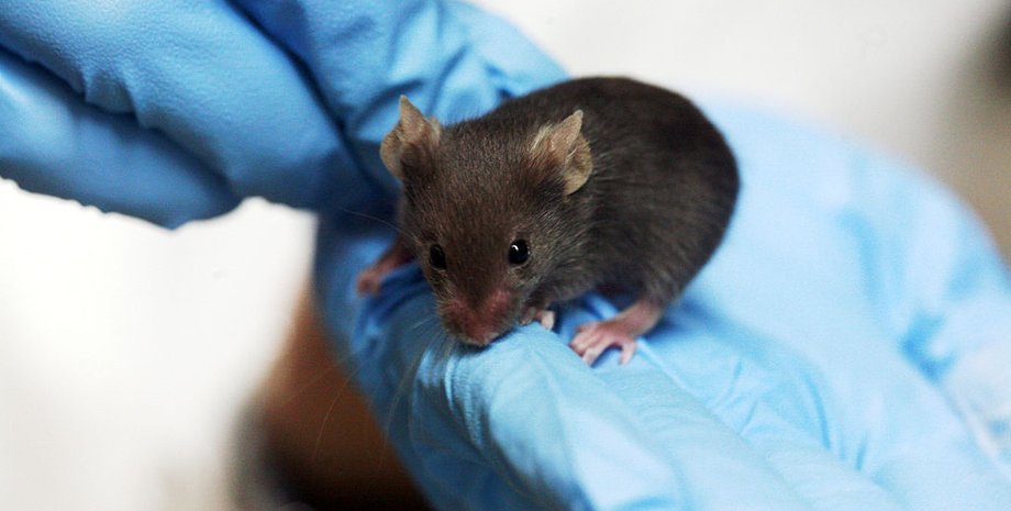 Фото: Hi-News.ru