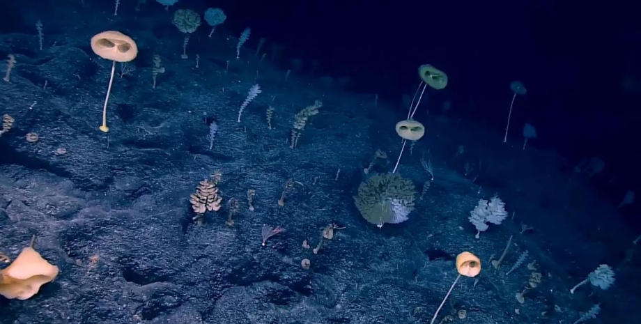 підводний ліс, ліс в океані